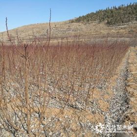 荷蘭香蜜杏苗基地在哪 香蜜杏價格