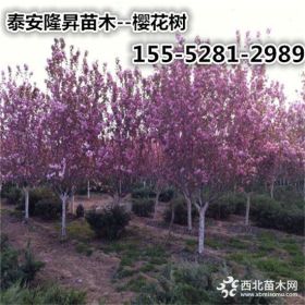 山东樱花树苗基地-6公分樱花 7公分樱花树 8公分高杆樱花