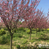 沭阳木轩日本樱花苗木基地报价表