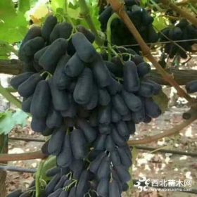 甜蜜藍寶石多少錢一株 甜蜜藍寶石葡萄苗基地