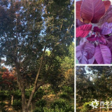 木軒米徑5~12公分紅櫨價格 基地圖片 價格表