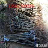 哪里有优质迁西板栗树苗 0.8公分泰山2号板栗树苗报价多少钱