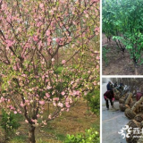 木軒榆葉梅基地 榆葉梅價格圖片 沭陽綠化苗木基地價格表