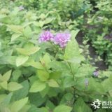 粉花金山绣线菊种植基地20-40公分价格