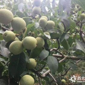 山东淄博冠核一号早实、高产，行业