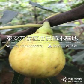 无花果树苗批发、山东无花果树苗基地