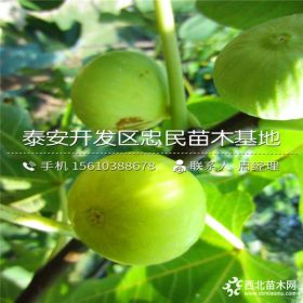 山东无花果树苗多少钱一棵、无花果树苗批发价格