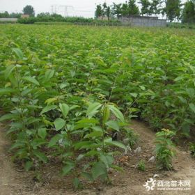 樱桃树苗是哪里种植的 新疆那有卖价钱多少钱一株