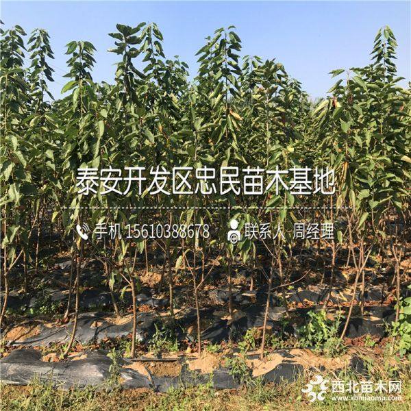 俄罗斯8号樱桃苗