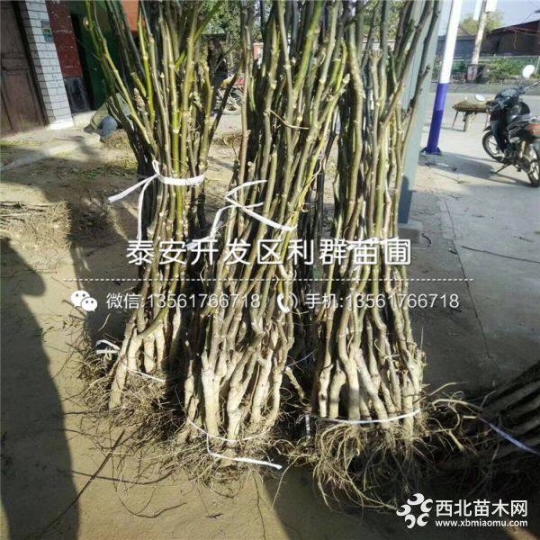 山东薄皮核桃苗