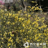 迎春綠化苗木苗圃基地 迎春價格報價表