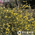 迎春綠化苗木苗圃基地 迎春價格報價表