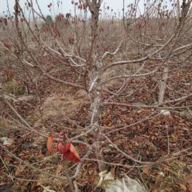 湖北樱桃树苗的价格多少、湖北樱桃树种植方法