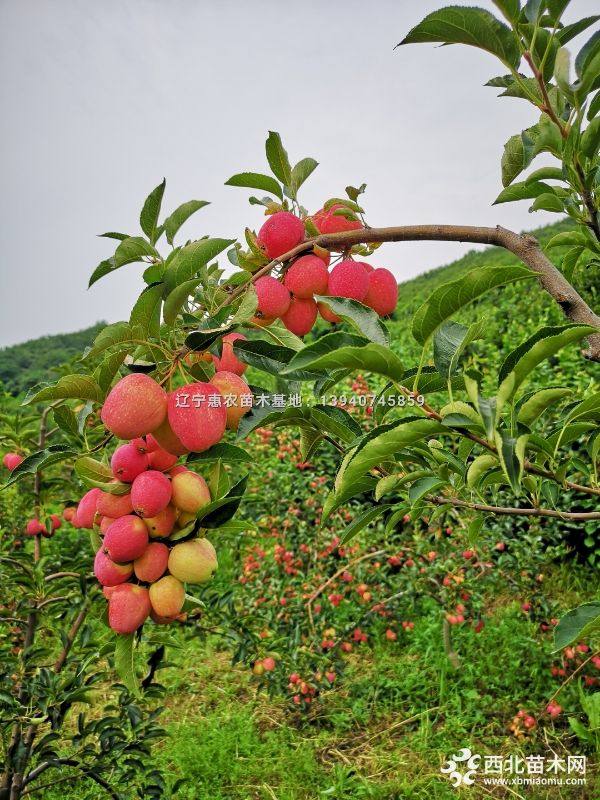 雞心果蘋果苗