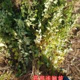 山西连翘苗 山西1年0.3粗连翘苗批发价格