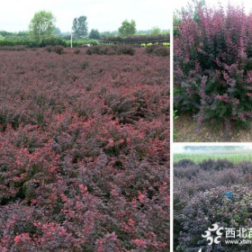 木轩紫叶小波球价格 基地图片 沭阳木轩苗圃直销价格表