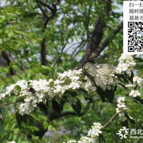 白花樹(shù)詳細(xì)資料