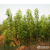 廣西矮化的果樹(shù)苗種植什么好、廣西矮化櫻桃苗批發(fā)