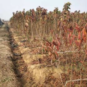 目前大樱桃树苗哪家好？四川矮化樱桃苗基地直销泰安市