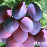 紅喜梅李子苗價(jià)格、味帝李子苗