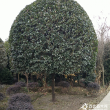 四川桂花苗圃基地   四川桂花价格