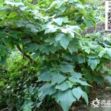 沭陽茍樹茍樹小苗市場(chǎng)價(jià)-圖片