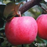 紅肉蘋果樹苗、煙富3號蘋果樹苗價格