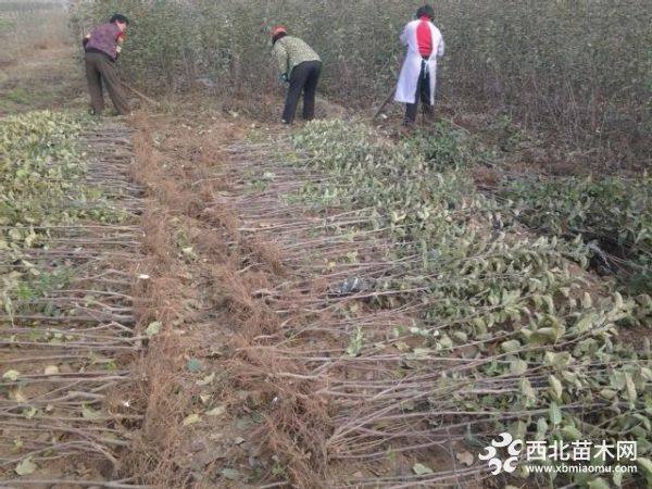 烟富10号苹果树苗