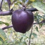 蜜脆苹果树苗、黑钻嘎啦苹果树苗价格