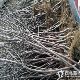 柱状苹果苗基地、黑钻苹果树苗多少钱一棵