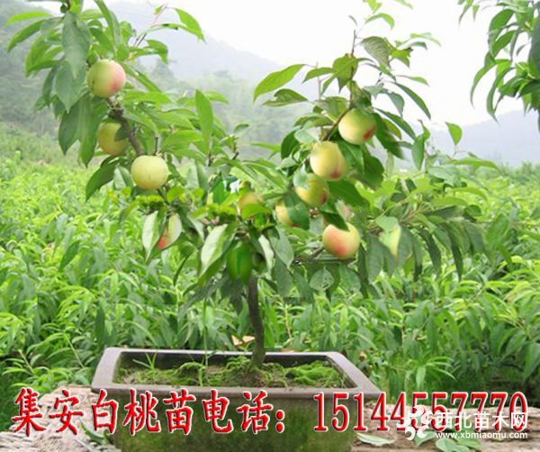 集安白桃苗186集安白桃 集安白桃苗 桃树苗 耐寒抗寒桃树苗 生财有道