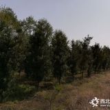 4公分羅漢松價格/宜春羅漢松批發(fā)基地/江西4公分羅漢松