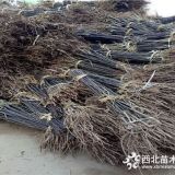 玉露香梨樹苗多少錢一根、金果梨樹苗基地