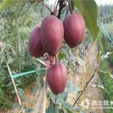 早红考密斯梨苗多少钱一根、翠冠梨树苗供应商