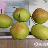 金果梨樹苗價(jià)格、3公分早生喜水梨苗價(jià)格