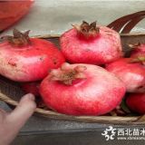 大紅袍石榴苗價格、2公分大紅袍石榴苗價格批發(fā)多少錢