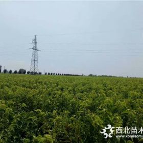 矮化樱桃树苗基地、3公分樱桃树苗多少钱一棵