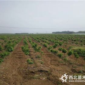 矮化樱桃树苗价格、大樱桃树苗多少钱一棵