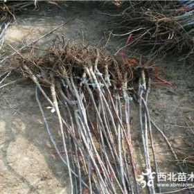 车厘子樱桃树苗基地、美早樱桃树苗多少钱一棵