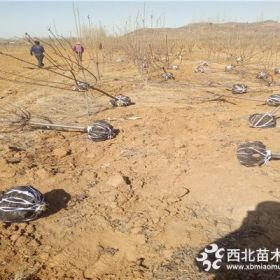 矮化樱桃树苗基地、大樱桃树苗多少钱一棵