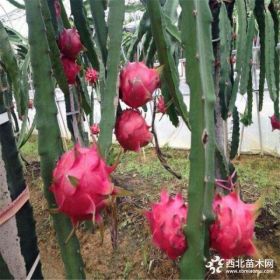 1米高紅心火龍果價(jià)格 哪有賣火龍果苗 多少錢一根