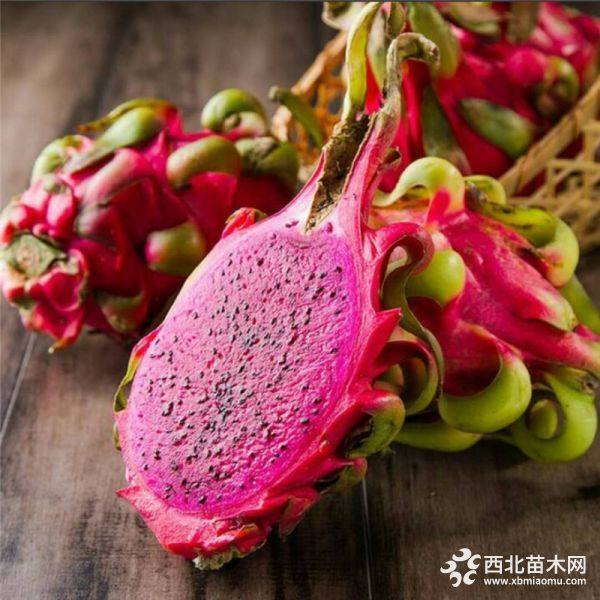 紅肉火龍果苗價(jià)格