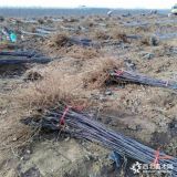 水蜜桃苹果树苗价格、一年水蜜桃苹果树苗价格多少