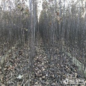 矮化瑞雪苹果苗价格、瑞雪苹果苗今日报价