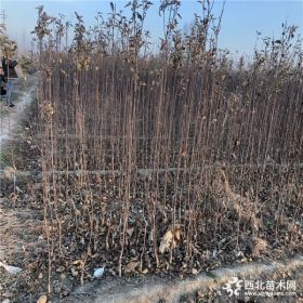 矮化红肉苹果苗价格、红肉苹果苗今日报价