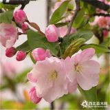 基地直銷5公分垂絲海棠種植管理