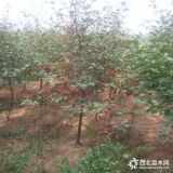 農(nóng)戶直銷7公分垂絲海棠種植管理