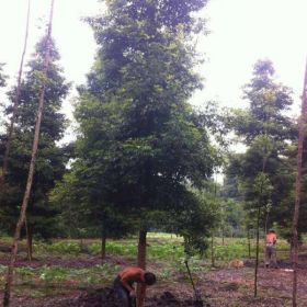 四川小叶桢楠种植基地 熟货桢楠 哪里有金丝楠木