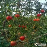 求購泰山紅石榴苗管理保養(yǎng)