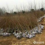 生長旺盛的大青皮石榴苗、大青皮石榴苗參考價格